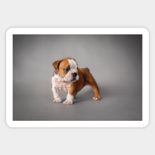 Bulldog puppy Sticker